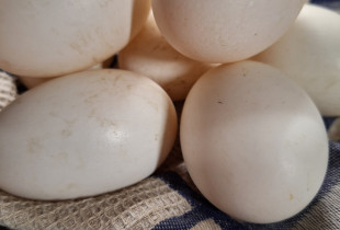 Ančių kiaušiniai (10 vnt....