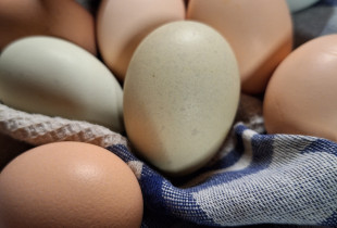 Vištų kiaušiniai (10 vnt....