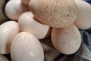 Kalakučių kiaušiniai (10...