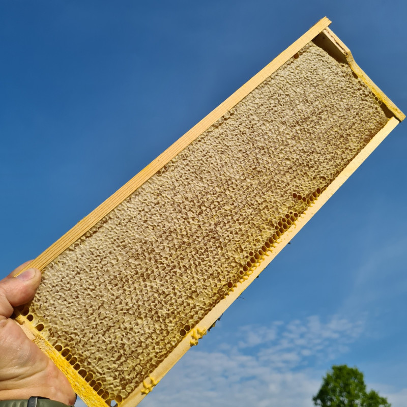 Medus (pavasarinis, pievų, miško)