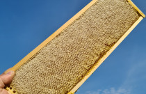 Medus (pavasarinis, pievų, miško)