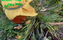 Kankorėžių Sirupas 190ml