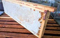 Medus su koriu 200 g