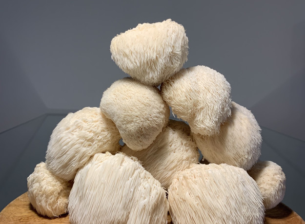 Švieži Lion's Mane (Liūto Karčių) Grybai 500g