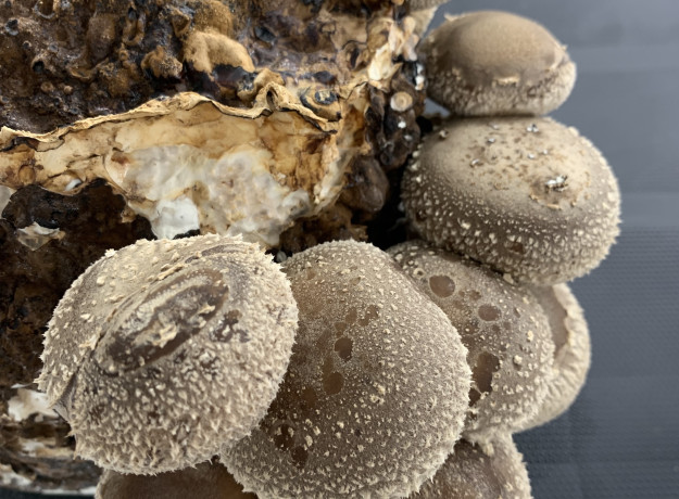 Švieži Šitake Grybai 500 g