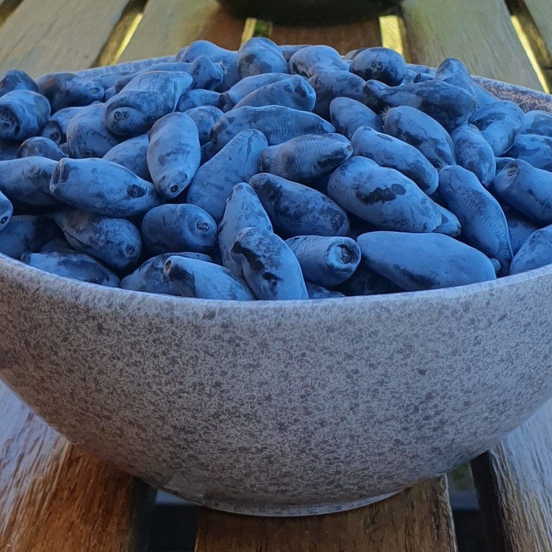 Valgomųjų sausmedžių uogos