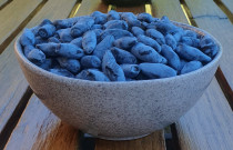 Valgomųjų sausmedžių uogos