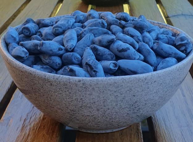 Valgomųjų sausmedžių uogos