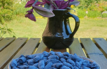 Valgomųjų sausmedžių uogos