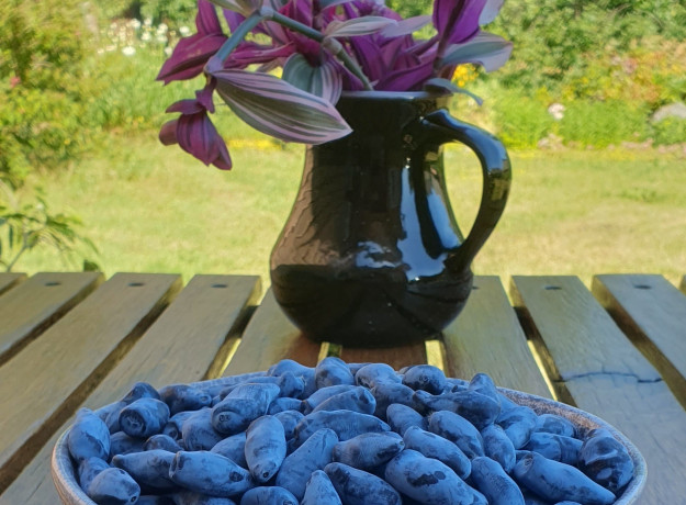 Valgomųjų sausmedžių uogos