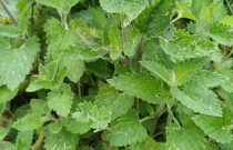 Citrininės Mėtos Sodinukas