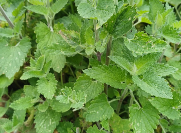 Citrininės Mėtos Sodinukas