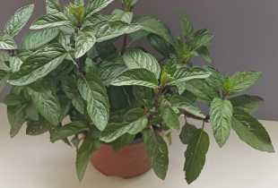 Miškinės Mėtos Sodinukas