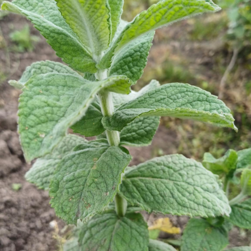 Miškinės Mėtos Sodinukas