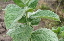 Miškinės Mėtos Sodinukas