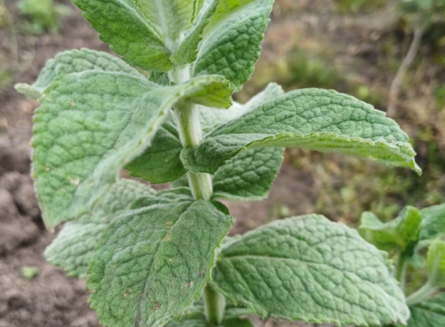 Miškinės Mėtos Sodinukas