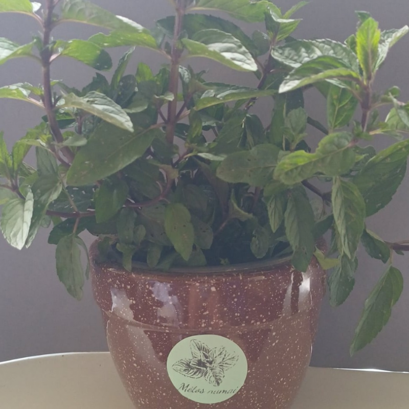 Mojito Mėtos Sodinukas