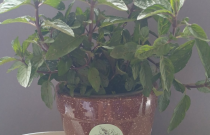 Mojito Mėtos Sodinukas