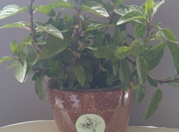 Mojito Mėtos Sodinukas