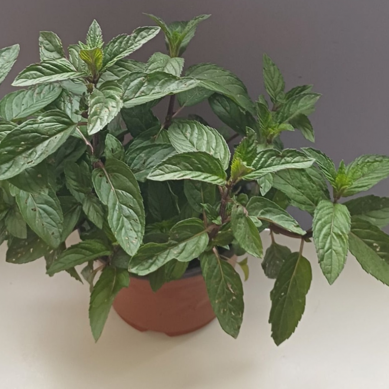 Mojito Mėtos Sodinukas