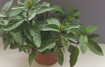 Mojito Mėtos Sodinukas