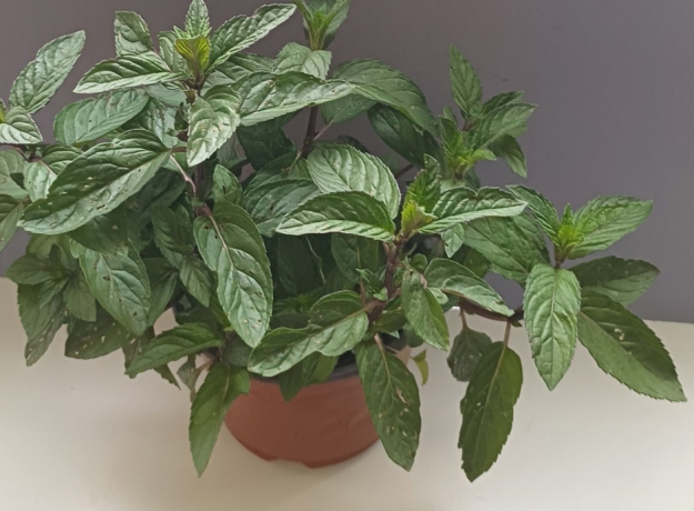 Mojito Mėtos Sodinukas