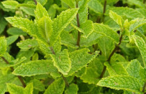 Mojito Mėtos Sodinukas