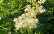 Vingiorykštės arbata