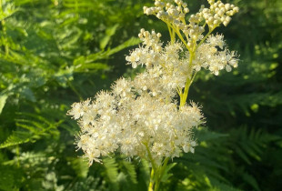 Vingiorykštės arbata