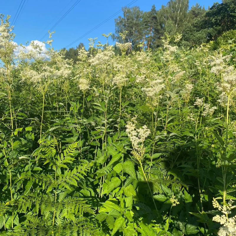 Vingiorykštės arbata