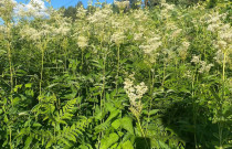 Vingiorykštės arbata