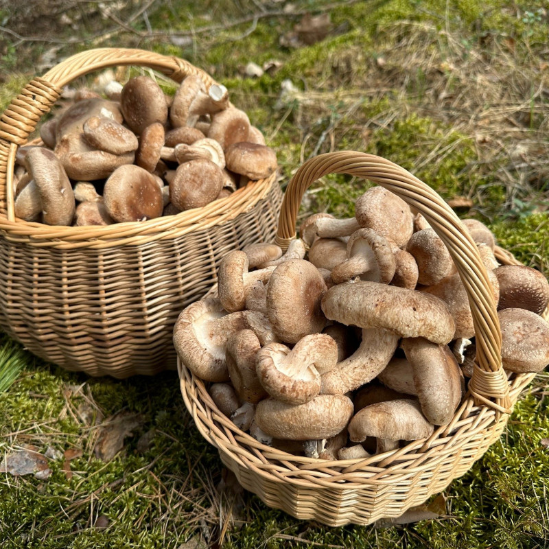 Shiitake grybai