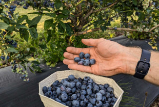 Lietuviškos šilauogės