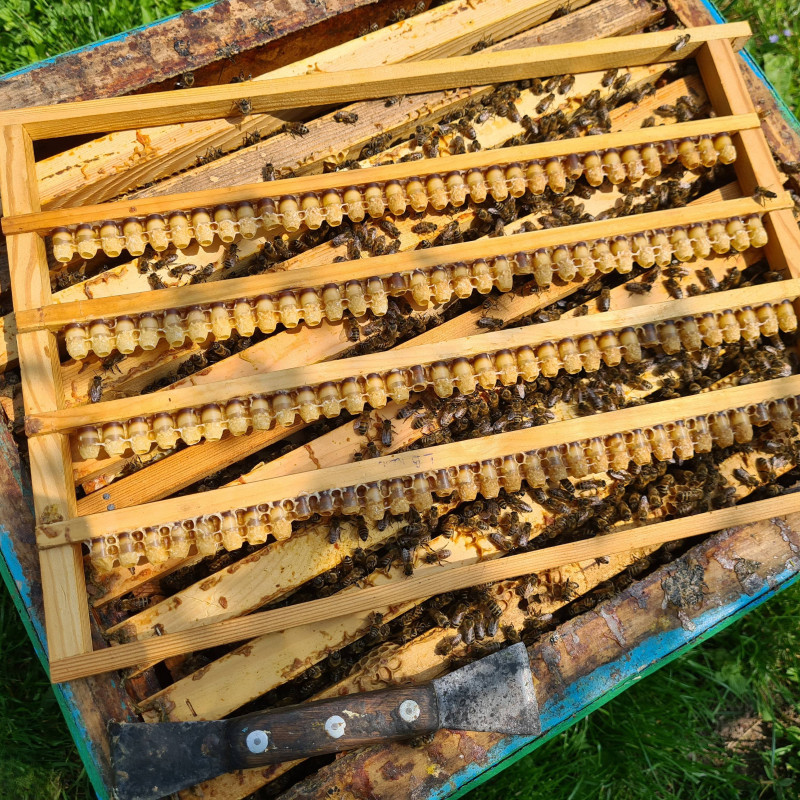 Bičių pienelis 15 g