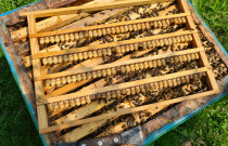 Bičių pienelis 15 g