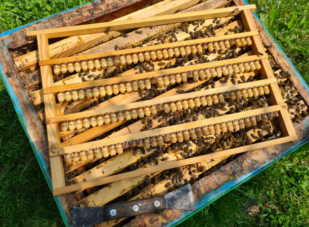 Bičių pienelis 15 g