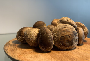 Švieži Šitake Grybai 500 g