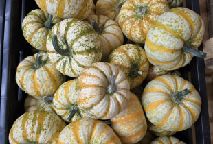 Moliūgas (dryžuotas)