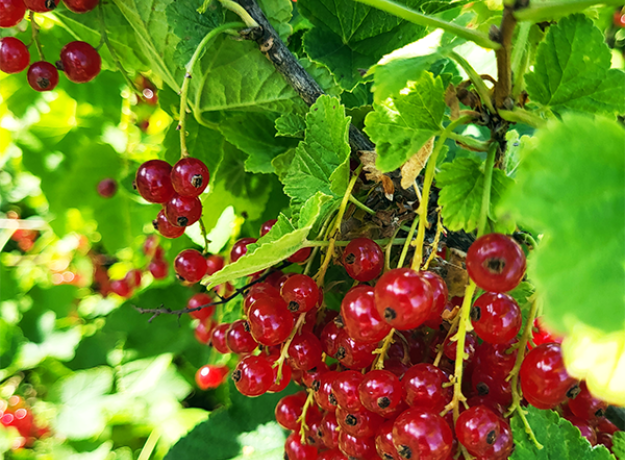 Raudonųjų serbentų uogienė