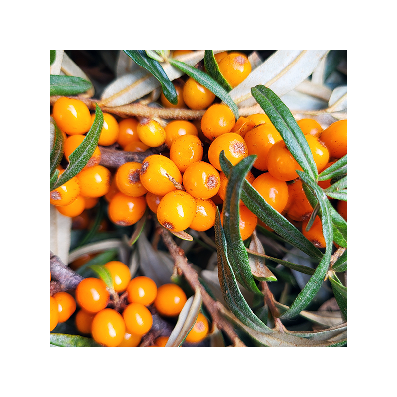 Šaltalankių uogienė