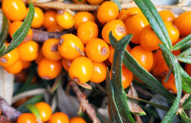 Šaltalankių uogienė