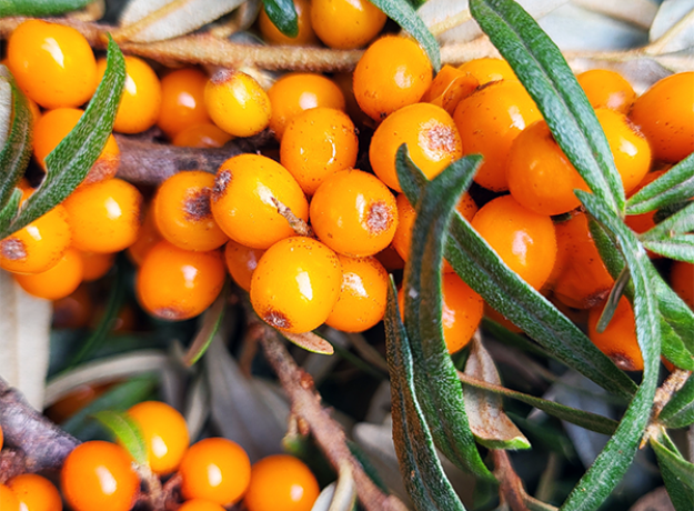 Šaltalankių uogienė