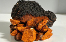 Beržo grybas Chaga ir Tikrinis blizgutis Reishi 60 kapsulės 