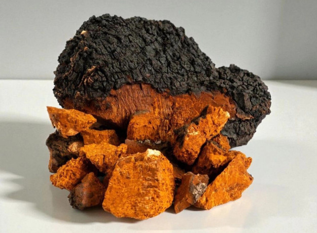 Beržo grybas Chaga ir Tikrinis blizgutis Reishi 60 kapsulės 