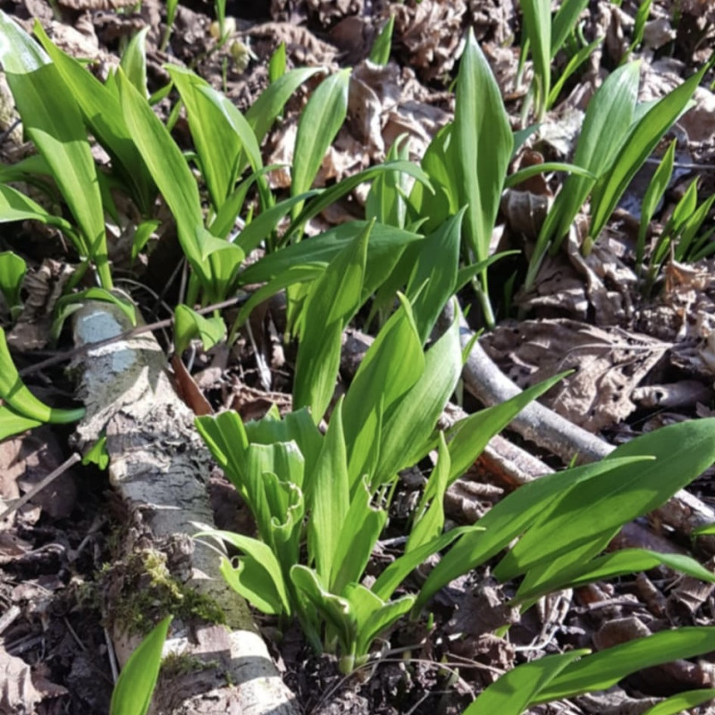 Miškinio česnako pabarstukai