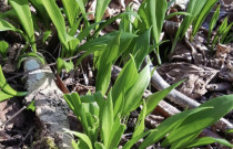 Miškinio česnako pabarstukai