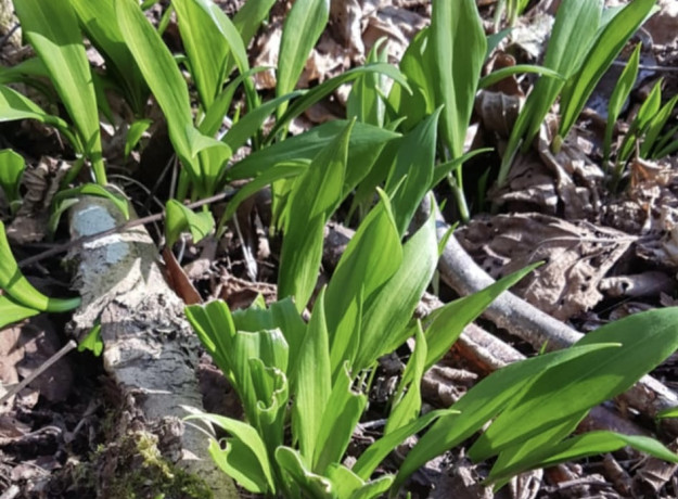 Miškinio česnako pabarstukai