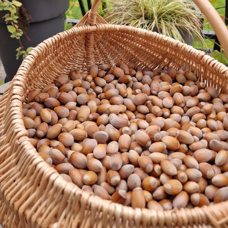 Lazdyno riešutai kevaluose, kg