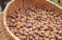 Lazdyno riešutai kevaluose, kg