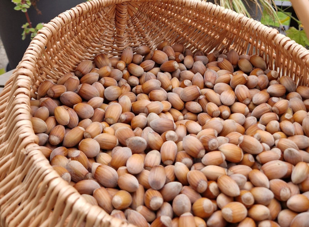 Lazdyno riešutai kevaluose, kg